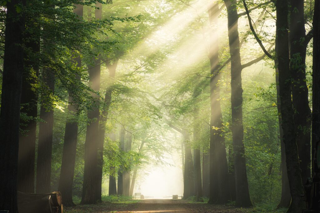 <a href="https://www.freepik.com/free-photo/pathway-middle-green-leafed-trees-with-sun-shining-through-branches_8281186.htm#query=forest&position=7&from_view=search&track=sph">Image by wirestock</a> on Freepik